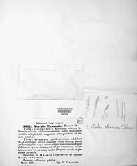 Flammocladiella decora image